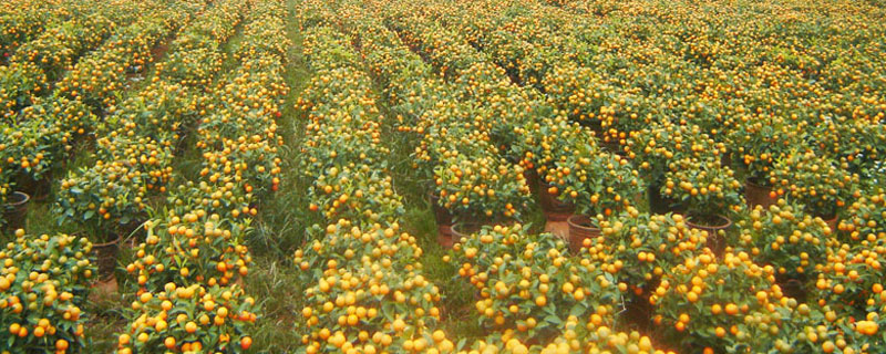 朱砂桔市場(chǎng)價(jià)格多少錢(qián)一盆 朱砂桔樹(shù)苗哪里有賣(mài)