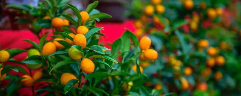 盆栽四季桔市場價格多少錢一盆 四季桔和金桔的區別是什么