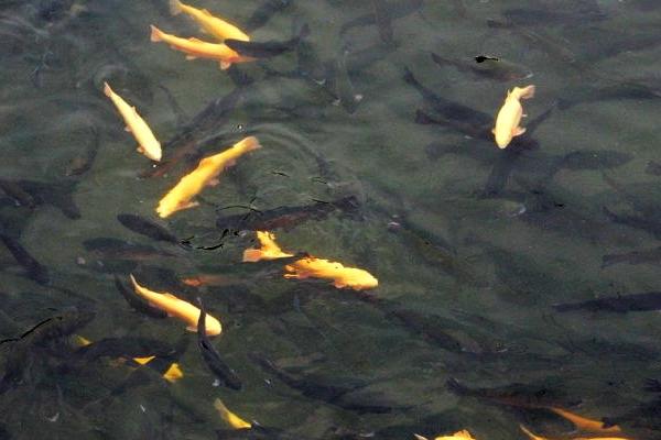 魚缸可以養(yǎng)虹鱒魚嗎