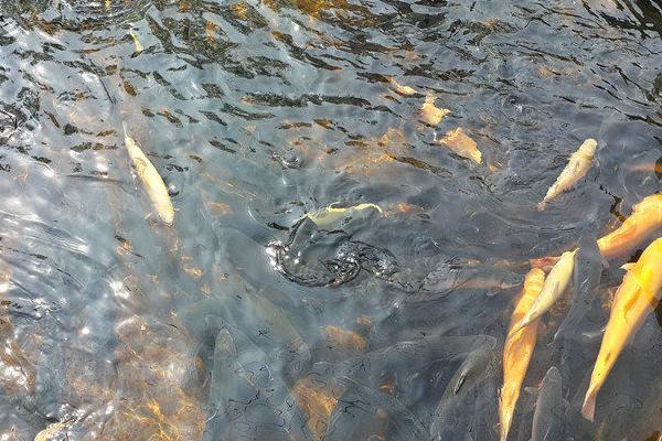 魚缸可以養(yǎng)虹鱒魚嗎