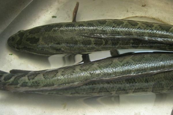 黑魚的養(yǎng)殖周期