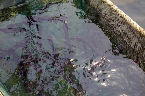 鴨嘴魚苗哪里有賣