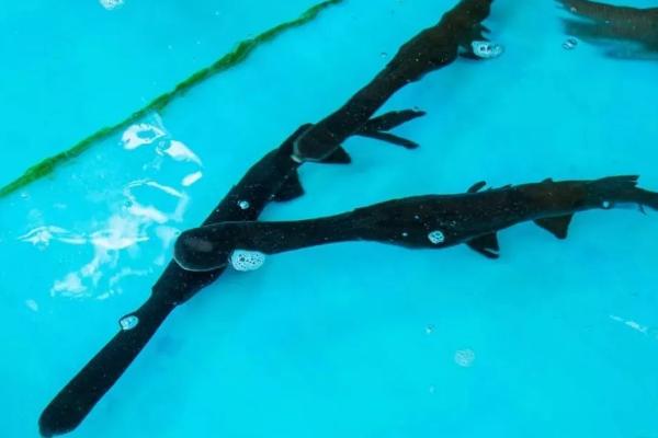 鴨嘴魚苗哪里有賣