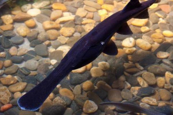 鴨嘴魚苗哪里有賣