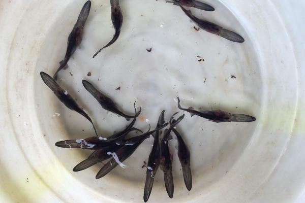 鴨嘴魚苗哪里有賣