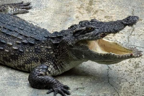 養(yǎng)鱷魚的風(fēng)險