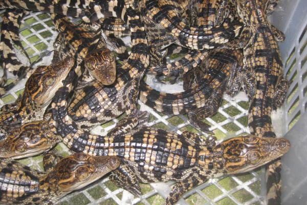 養(yǎng)鱷魚的風(fēng)險