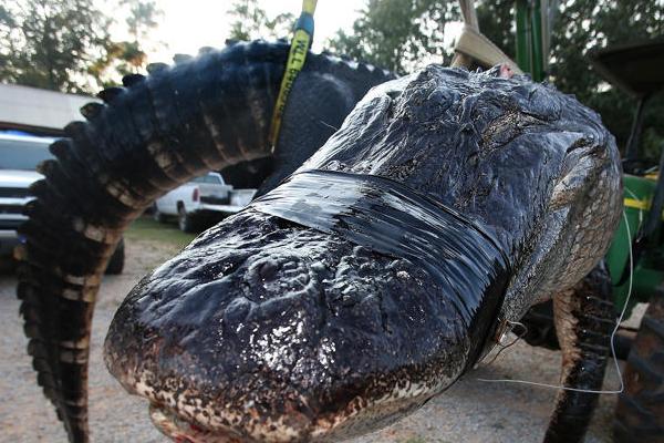 養(yǎng)鱷魚的風(fēng)險