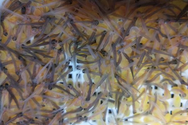 虹鱒魚養殖密度