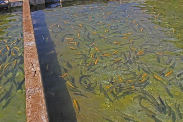 虹鱒魚養殖密度