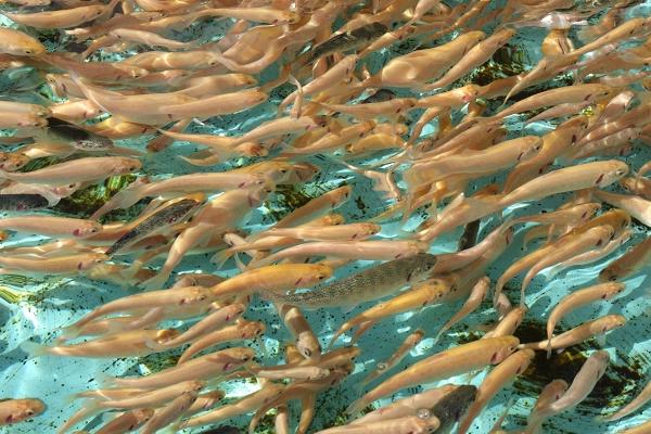 虹鱒魚養殖密度