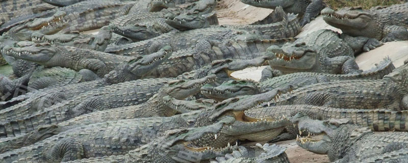 養(yǎng)鱷魚的風(fēng)險(xiǎn)