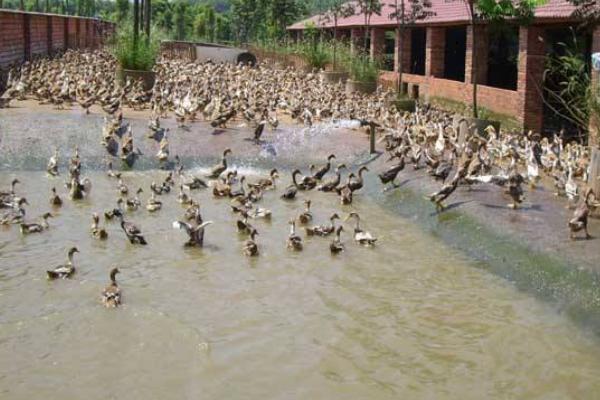 養(yǎng)蛋鴨需要多少投資