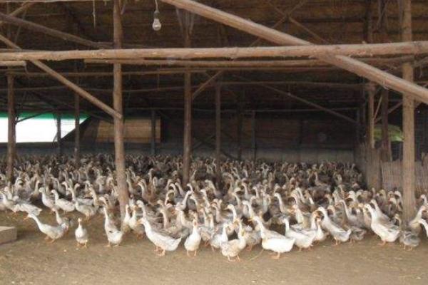 養(yǎng)蛋鴨需要多少投資