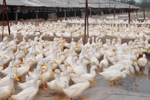 養(yǎng)蛋鴨需要多少投資