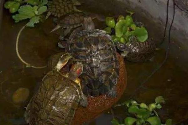 養(yǎng)烏龜?shù)乃惺裁匆? /></p>
                
		   <p>養(yǎng)烏龜?shù)臅r候，水質(zhì)是非常重要的，水質(zhì)一定要干凈，還需要適當(dāng)?shù)母鼡Q水，不能用自來水，可以將水靜置兩天再更換，更換原則可采取夏季多換，冬季少換，冬季的水溫要稍微略高一些，可以將水放在太陽下面曬一下，增溫了之后再換。水的深度一般保持在3厘米的樣子就可以了，不用將烏龜全部泡在水里面，可以烏龜?shù)谋巢砍制绞亲詈玫摹?/p><p><img alt=