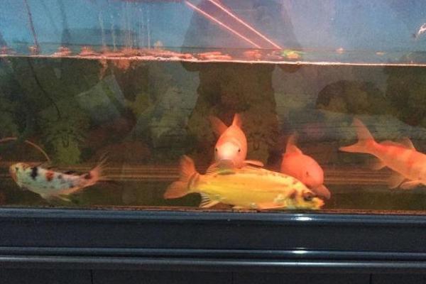 養錦鯉需要加熱棒嗎