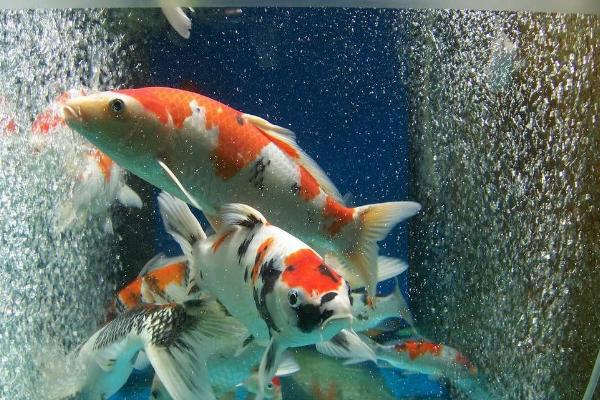 養錦鯉需要加熱棒嗎