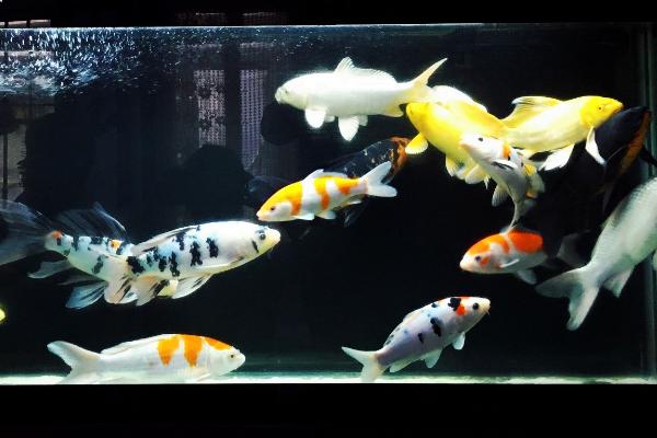 養錦鯉需要加熱棒嗎