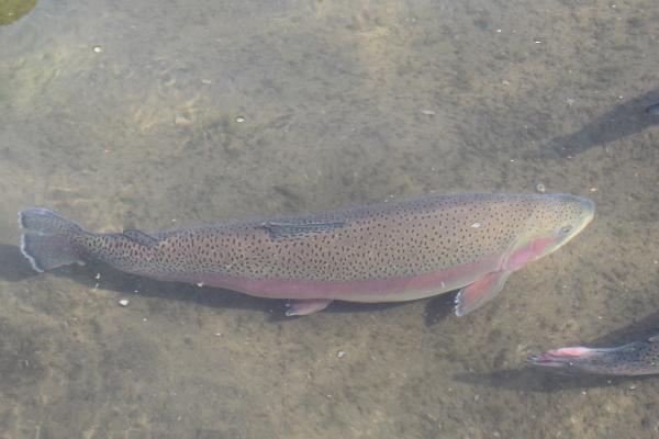虹鱒魚養殖池怎么建