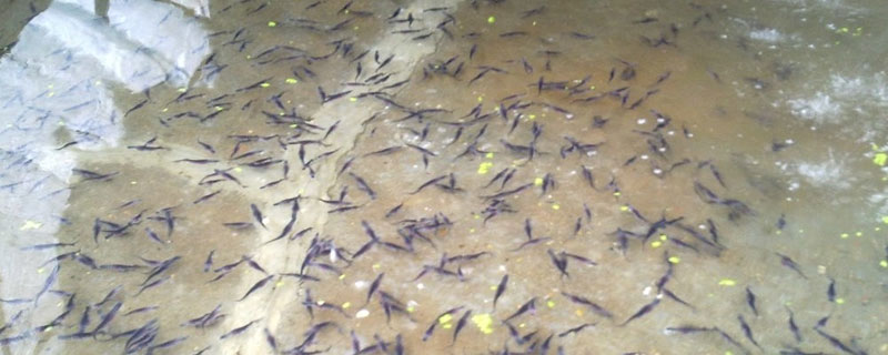 鴨嘴魚苗哪里有賣