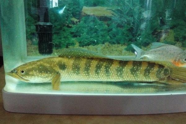 養(yǎng)黑魚(yú)的風(fēng)水