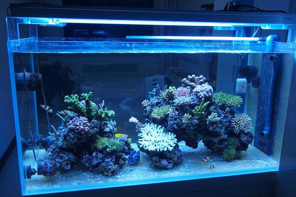 養(yǎng)黑魚(yú)的風(fēng)水