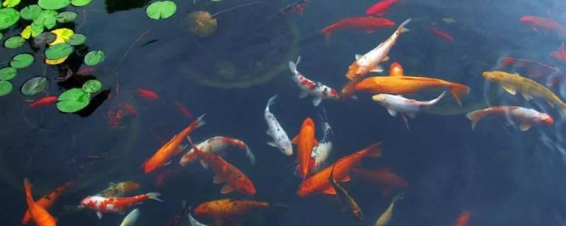 錦鯉養殖條件