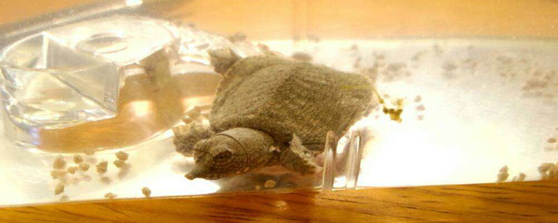 養甲魚的水怎么變紅了