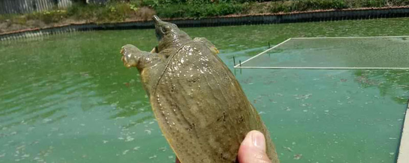 養烏龜的水有什么要求