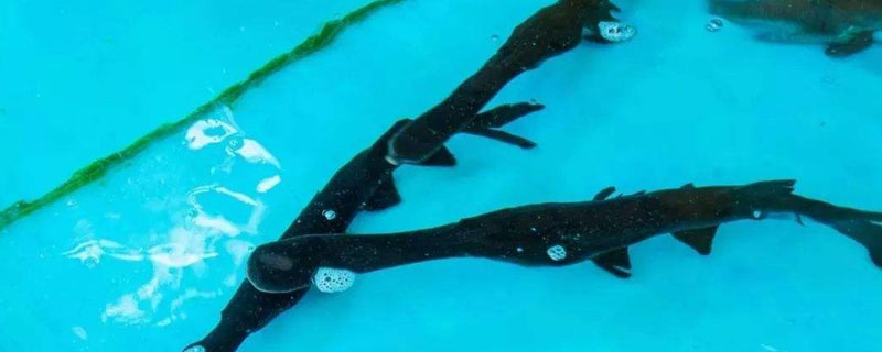 鴨嘴魚的營養價值