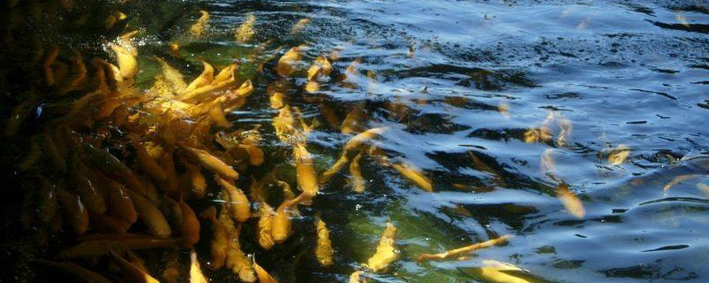 虹鱒魚在南方能養嗎