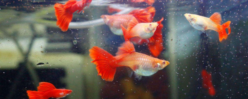 孔雀魚養(yǎng)殖溫度