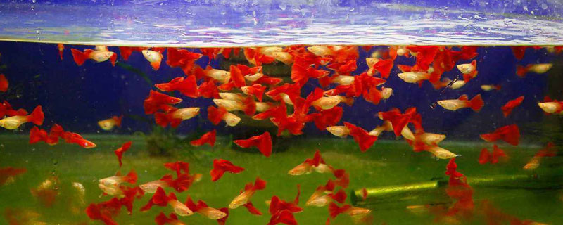 孔雀魚養殖密度