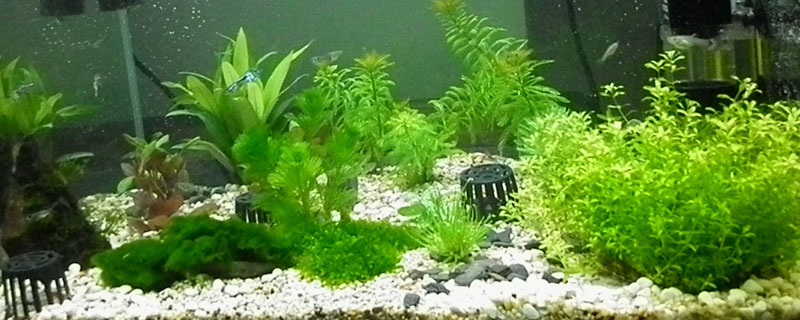 養孔雀魚用什么底砂