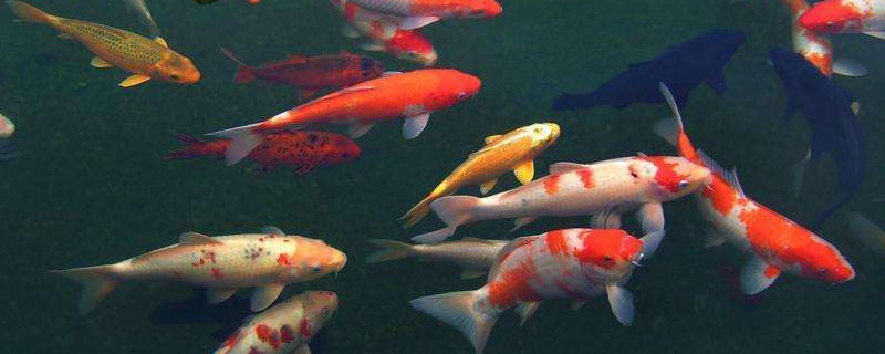 錦鯉養幾條好