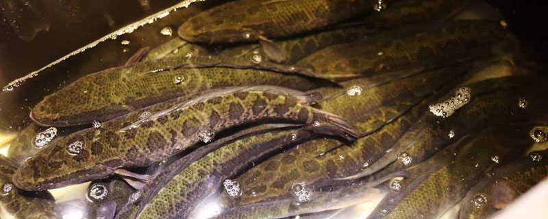 黑魚(yú)好養(yǎng)嗎