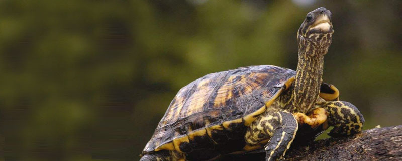 烏龜的特點