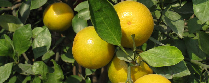 皇帝柑市場前景怎么樣 種皇帝柑效益高嗎