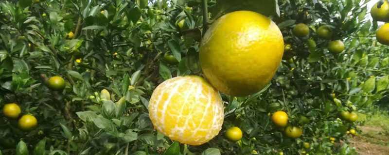 皇帝柑幾年掛果 皇帝柑畝產量多少斤