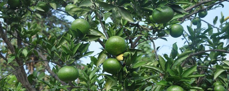 青金桔種植要求什么氣候條件 云南廣西可以種植青金桔嗎