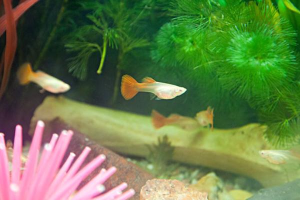 養孔雀魚用什么底砂