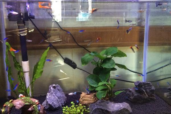 養孔雀魚用什么底砂