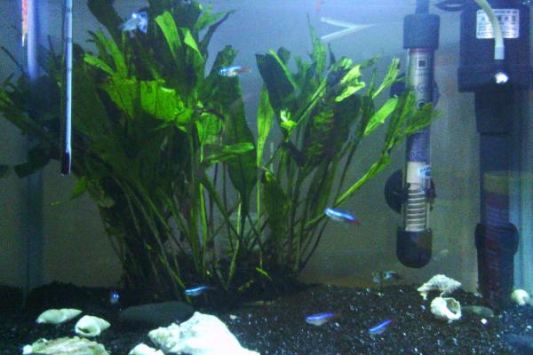 養孔雀魚用什么底砂