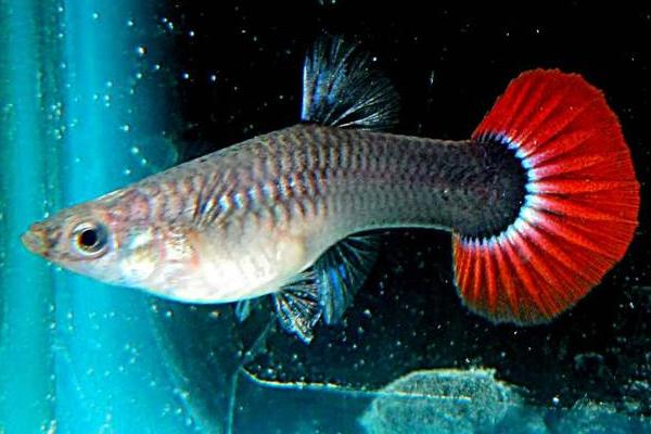 養孔雀魚怎么養水