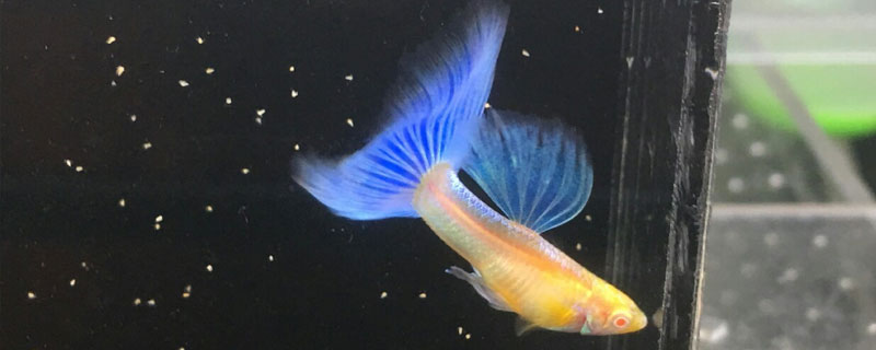 孔雀魚養幾條好