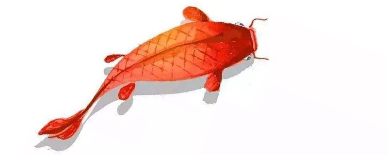 錦鯉是什么意思