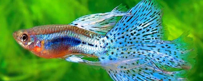 孔雀魚多久繁殖一次