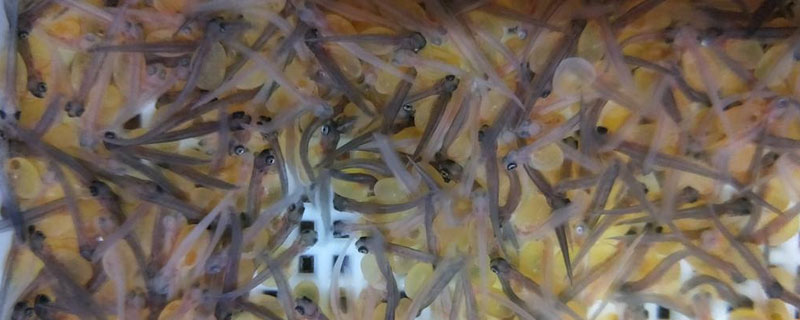 虹鱒魚魚苗的價格