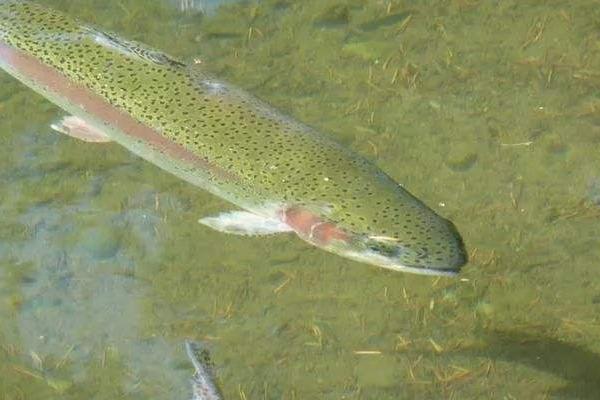 虹鱒魚魚苗的價格